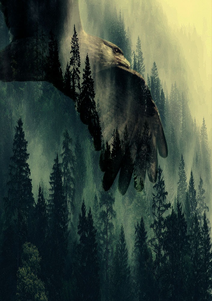 LAST FALCON LAST FALCON